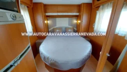 MCLOUIS YEARLING 72 lleno